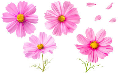 Set of pink cosmos flowers and petals on a transparent background.