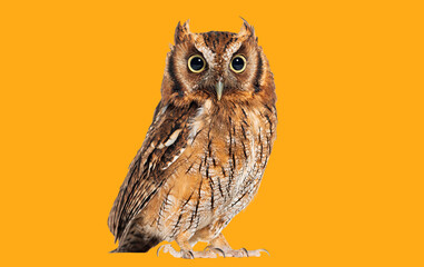 Tropical screech owl, Megascops choliba, looking at the camera, isolated on orange © Eric Isselée