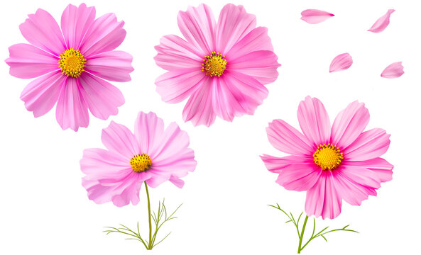 Set of pink cosmos flowers and petals on a transparent background.