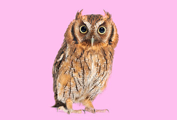 Tropical screech owl, Megascops choliba, looking at the camera, isolated on pink