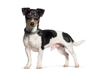 Standing Jack russell terrier looking at the camera, Isolated on white