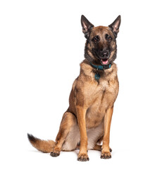 Well-trained belgian malinois dog sits attentively, isolated on white