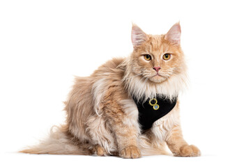 Maine coon wearing an harness, isolated on white