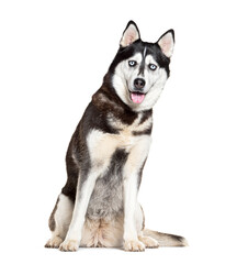 Siberian Husky sitting panting and looking at the camera, isolated on white