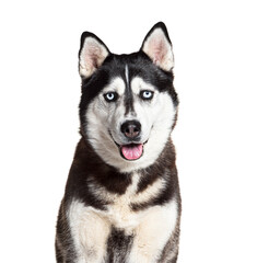 Portrait of a Siberian Husky panting and facing at the camera, isolated on white