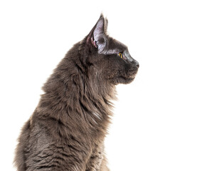 Head shot, side view portrait of a grey Maine coon cat looking away, isolated on white