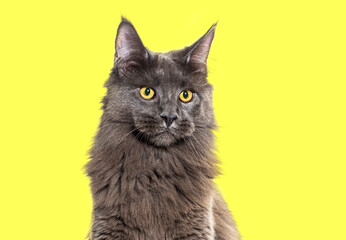 Head shot portrait of a grey Maine coon cat looking away, against a yellow background