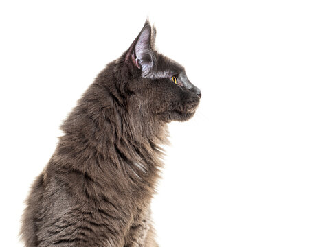 Head shot, side view portrait of a grey Maine coon cat looking away, isolated on white
