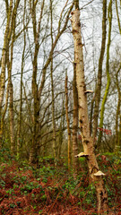 Obraz premium trees in the woods