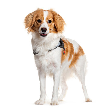 Cute mixed breed dog mixed Cavalier King Charles and Spitz, posing on white background