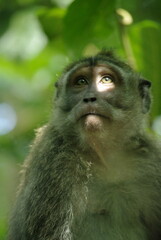 La mirada del mono