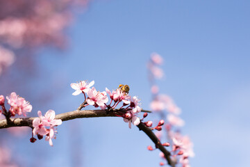 Bee collects pollen from the blossoms of a cherry tree
#nature #bee #flower #pink #spring 