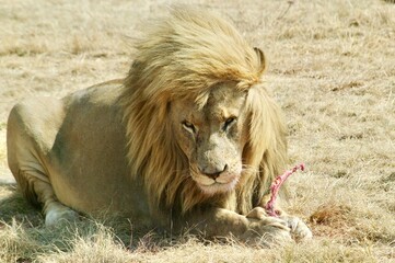 Naklejka premium La chuleta del león