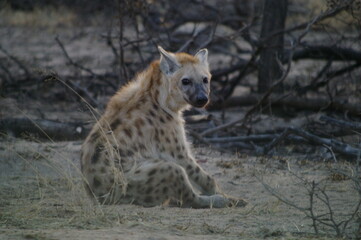 Hiena