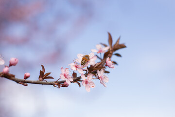 Bee collects pollen from the blossoms of a cherry tree
#nature #bee #flower #pink #spring 