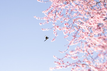 magpie flies above a cherry tree carrying a branch in its beak to build its nest