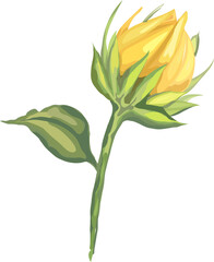 Sunflower illustration on transparent background.
