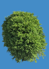 criptomeria japonica,pianta