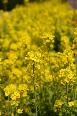 菜の花