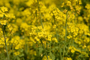 菜の花