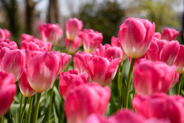 Fototapeta premium チューリップ