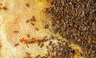 Buzzing Harmony: Bees Swarming over Honeycombs - 773934573