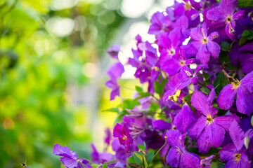 Floral Elegance: Stunning Clematis Blooms in Full Splendor - 773934923