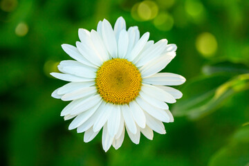 Chamomile Charm: Delicate Blossoms in a Serene Meadow - 773934937