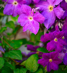 Petal Profusion: Clematis Blossoms Paint a Picture of Beauty - 773934940