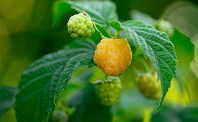 Golden Harvest: Ripe Yellow Raspberry Berries Glisten in the Sun - 773934960