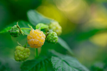 Sunny Delight: Bursting with Flavor, Yellow Raspberry Berries Await - 773934986