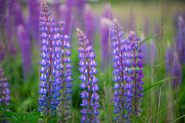 Lupine Serenade: Blossoms Sing in Harmony with the Grass - 773935177