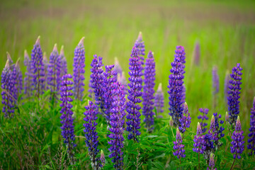 Lupine Symphony: Colorful Blossoms Grace the Grassy Meadow - 773935185