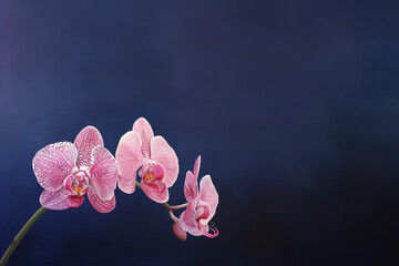 branche d'orchidée phalaénopsis, 3 fleurs de couleur rose, sur fond bleu dégradé et texturé avec espace négatif copy space. - obrazy, fototapety, plakaty