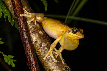 Laughing or Tyler's Tree frog calling to attract a mate