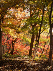 Fototapeta premium Red maple leaves in the forest in autumn