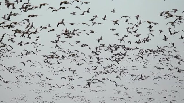Hundreds of geese of different species are circling in the sky. Most of these birds: the bean goose (Anser fabalis) and the greater white-fronted goose (Anser albifrons). Slow Motion (120fps).