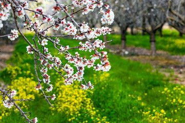 Blooming almond grove - 773941943