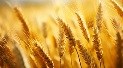 Draagtas Gros plan, zoom macro sur des brins de blé. Champs de blé. Arrière-plan de flou. Nature, agriculture, céréales. Pour conception et création graphique. © FlyStun