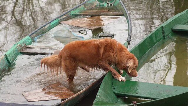 Adventurous Dog Nova Scotia Tolling Retriever Aboard a flooded Green Boat.