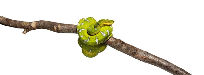 Adult Emerald tree boa wrapped around a branch, Corallus caninus, isolated on white - obrazy, fototapety, plakaty