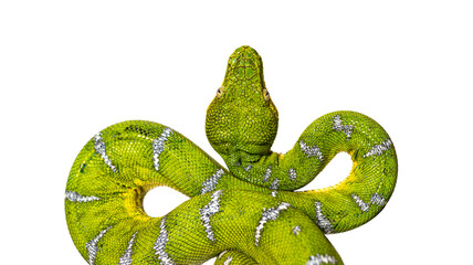 Head shot of an Adult Emerald tree boa, Corallus caninus, isolated on white - 773943148