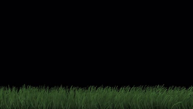 Swaying grass on a transparent alpha channel