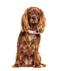 Adorable brown Cavalier King Charles puppy on white background