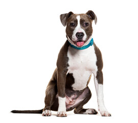 Happy American Staffordshire Terrier sitting on white background