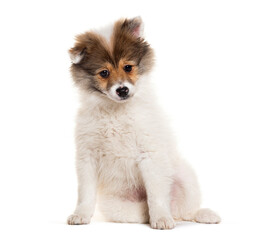 Cute fluffy puppy sitting isolated on white background