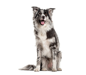 Playful border collie on white background