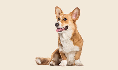 Studio portrait of a Welsh corgi Cardigan, sitting, looking away and panting with tongue out against a beige background