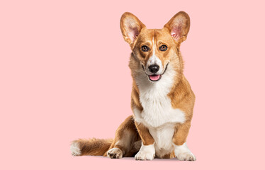 Cheerful pembroke welsh corgi panting seated against a soft pink background