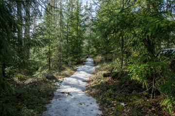 Landscape. Spring forest. A forest path. Most of the snow has already melted